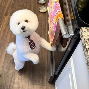 Meet our fur baby, Rocco! ✨😍✨